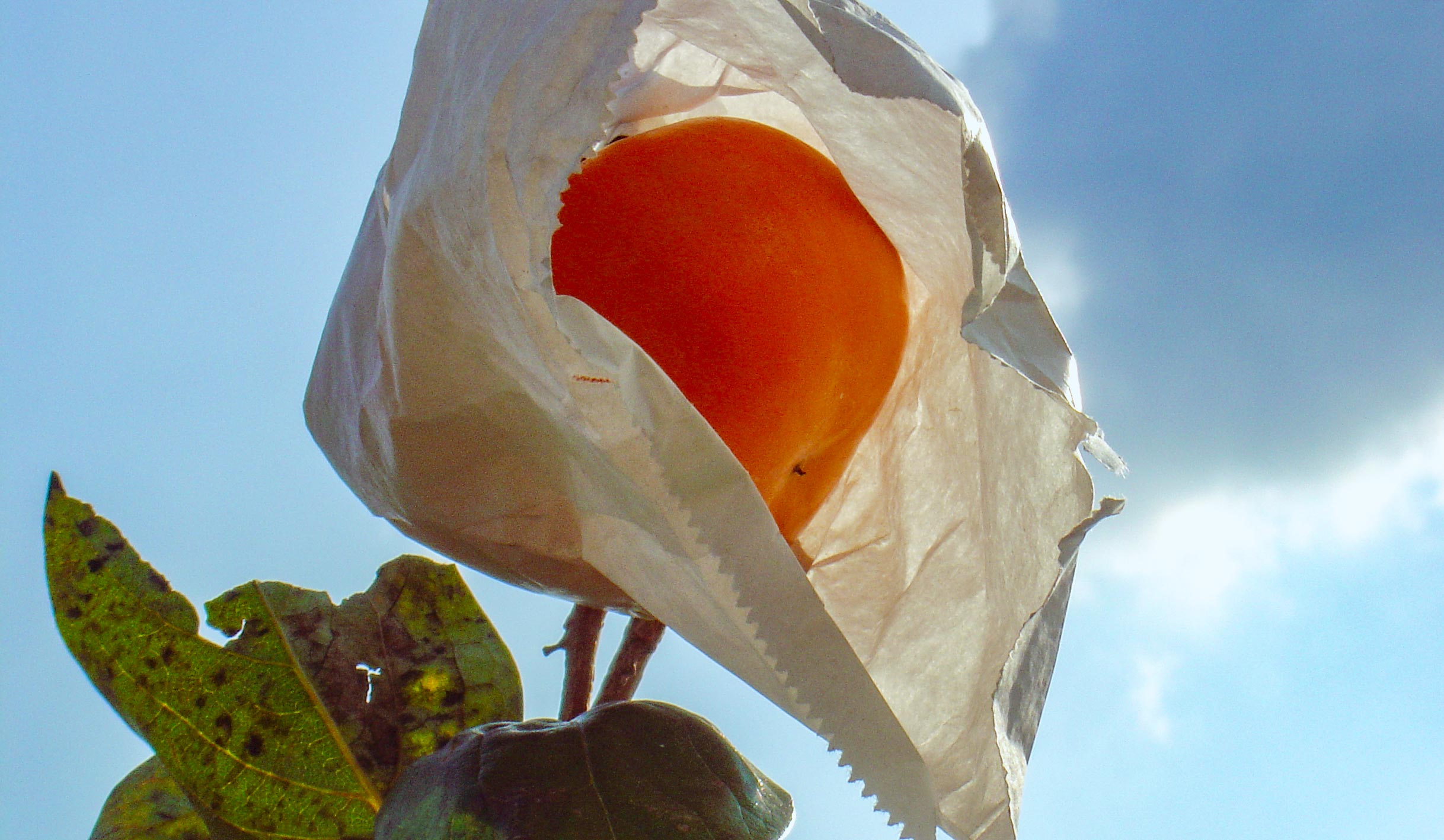 6A禮盒(12粒裝)(標題圖檔)