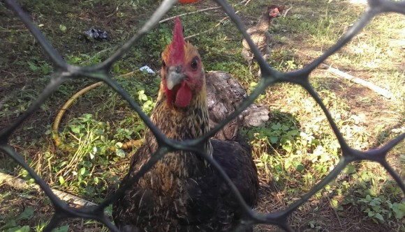 部落。冬。青青菜菜～甕山蔬雞(標題圖檔)