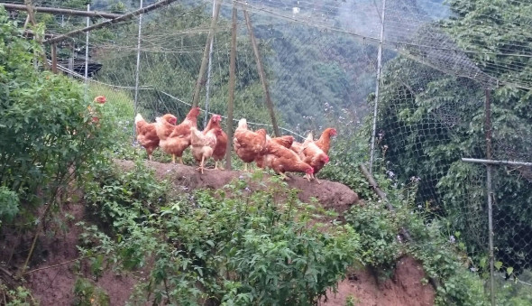 2020～窯饗一夏。部落輕旅行(標題圖檔)