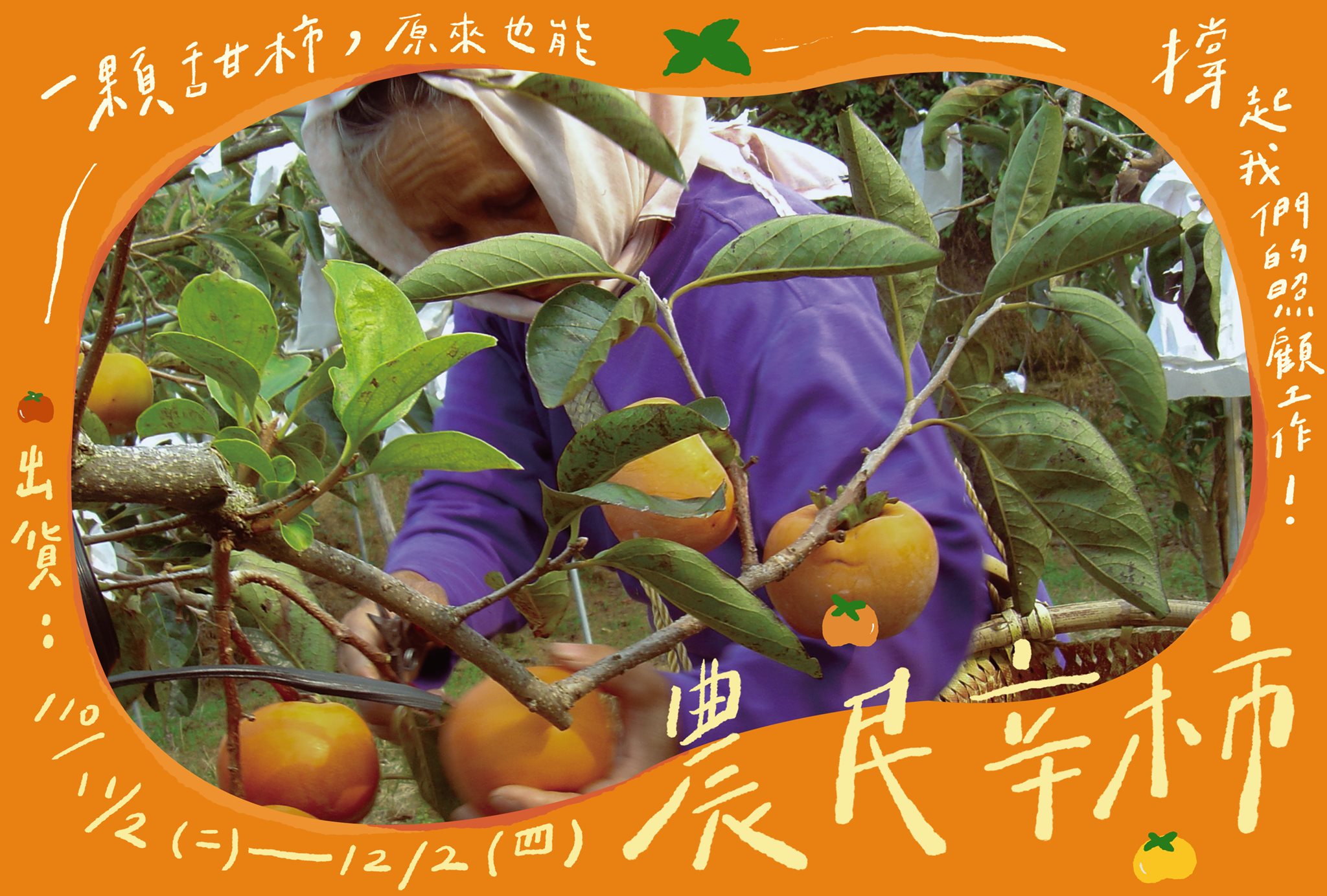 安全用藥甜柿｜2021【農民辛柿】台中大安溪摩天嶺甜柿開賣!!(標題圖檔)