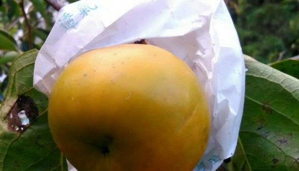 部落。秋。青青菜菜～蔬柿之旅(標題圖檔)