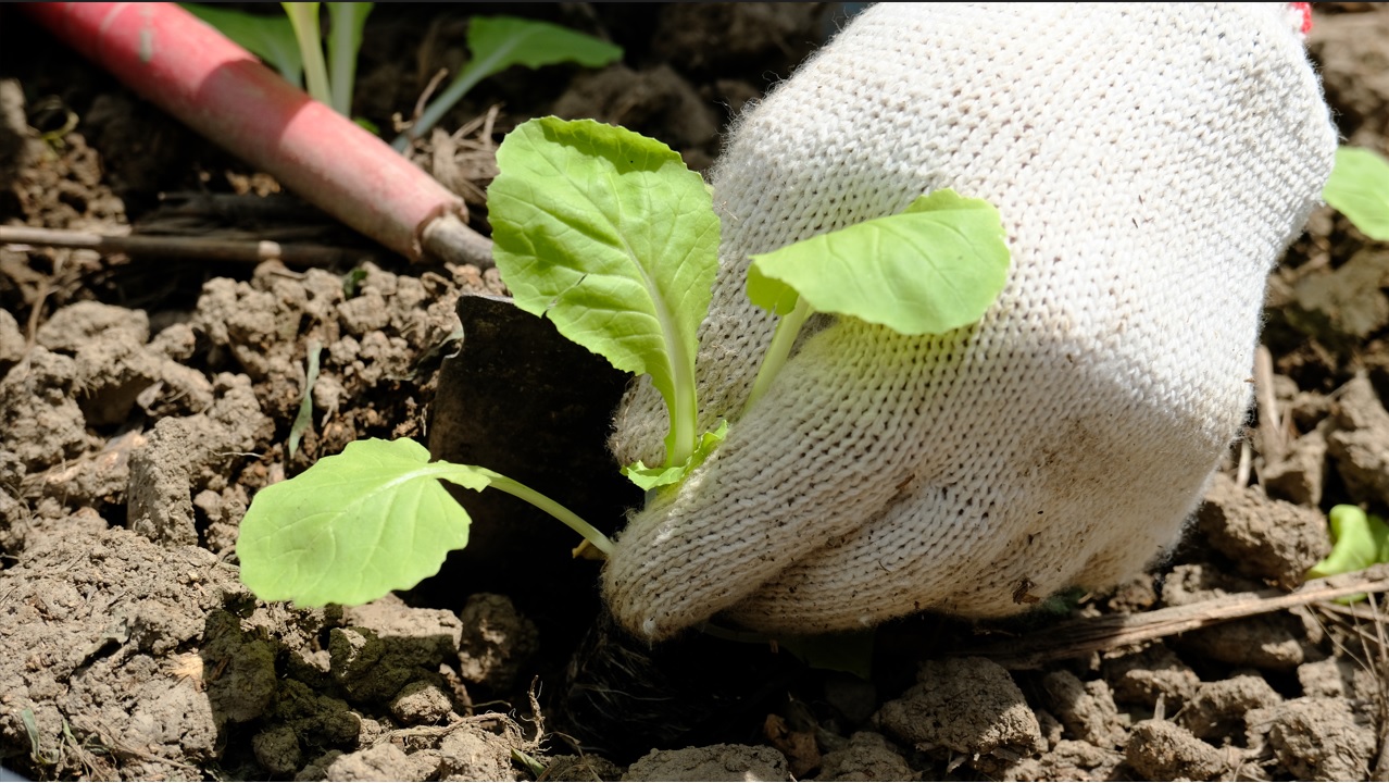 新年感謝(標題圖檔)