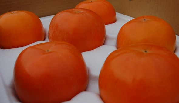 2016 大安溪部落廚房～蓄”柿”待發(標題圖檔)