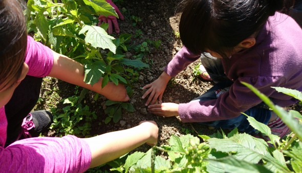 2019部落。夏。青青菜菜-108.08.17 (星期六)(標題圖檔)