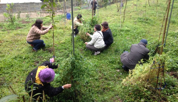 《活動預告》部落。夏。青青菜菜活動又來囉～(標題圖檔)