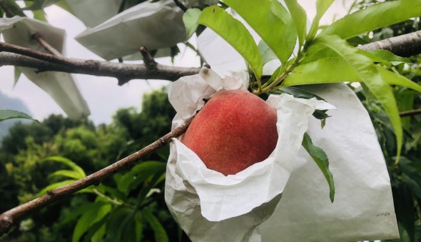 2019部落。春。青青菜菜活動(標題圖檔)